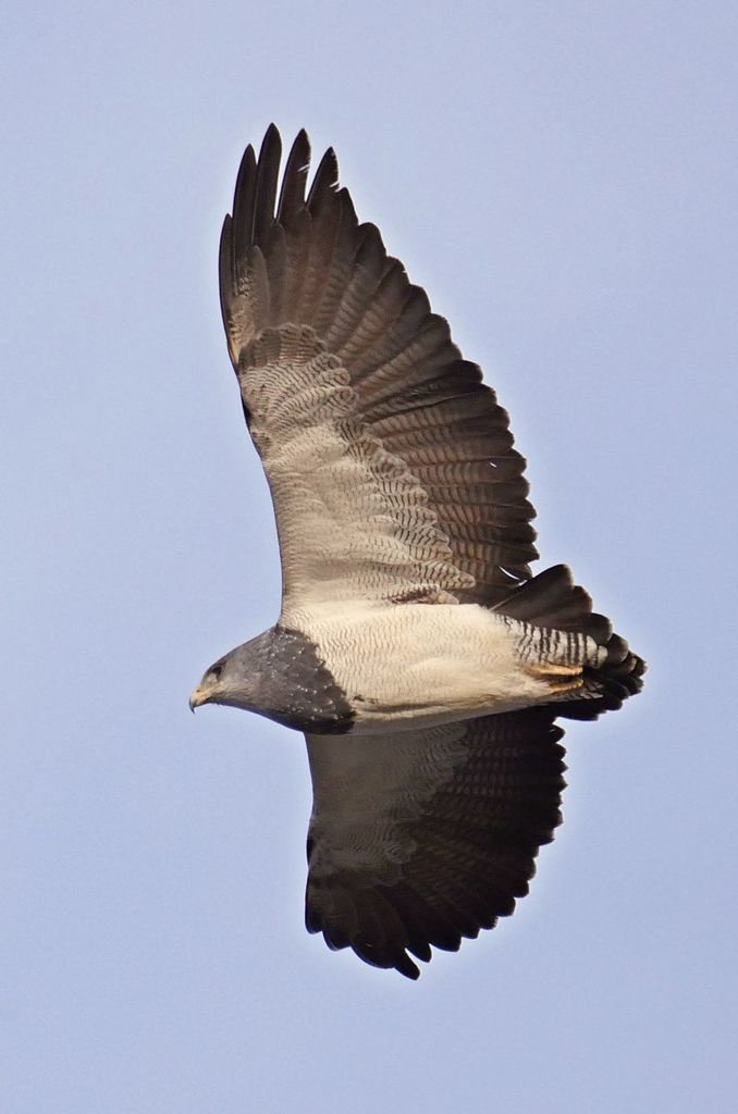 Águila de páramo (Biodiversidad de la vereda Canica) · iNaturalist