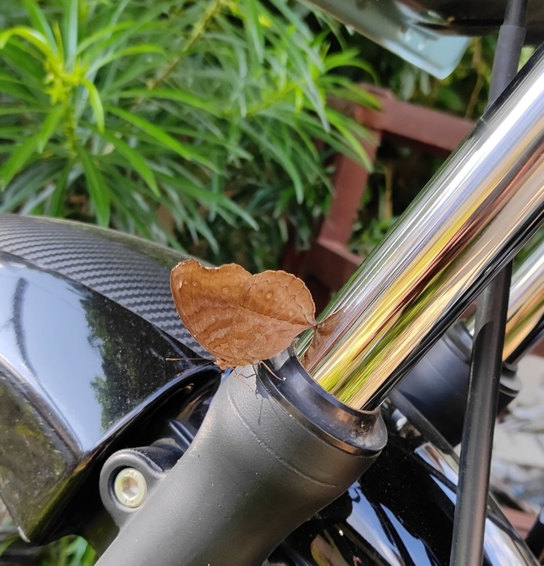 Chocolate Pansy