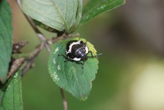 Poecilocoris lewisi