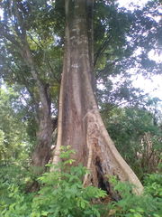 Sterculia apetala