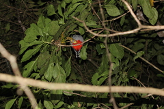 Priotelus roseigaster