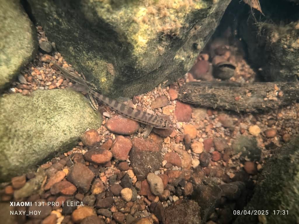 Arrow Loach photo 3