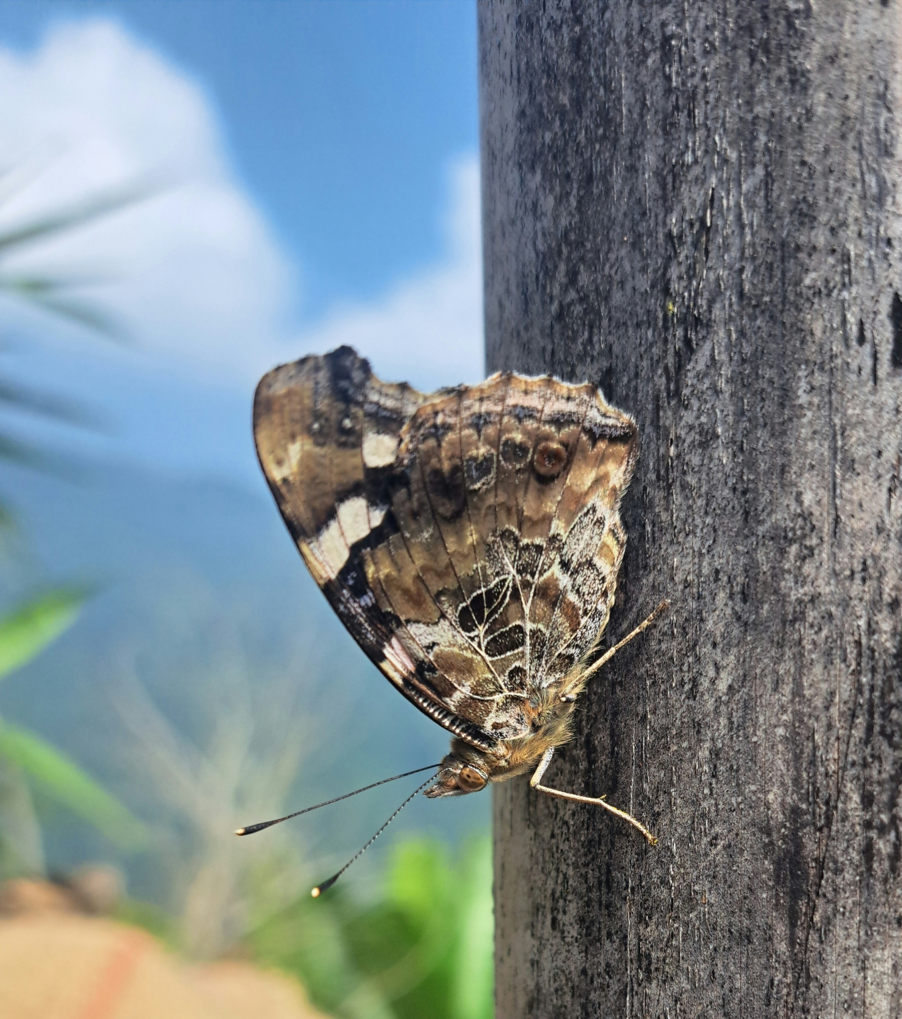 Indian Red Admiral