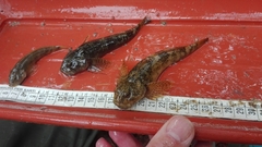 Cottus gobio