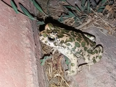 Bufotes viridis sitibundus