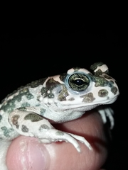 Bufotes viridis sitibundus