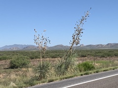 Yucca elata