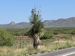 Yucca elata