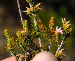 Erica inaequalis