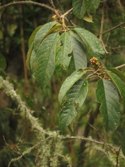 Citharexylum subflavescens