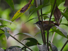 Cantorchilus nigricapillus