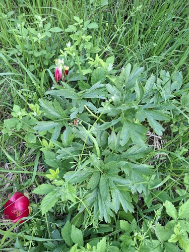 Paeonia peregrina (Paeonia peregrina)