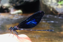 Euphaea splendens