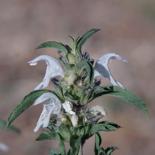 Pony beebalm (Monarda pectinata)