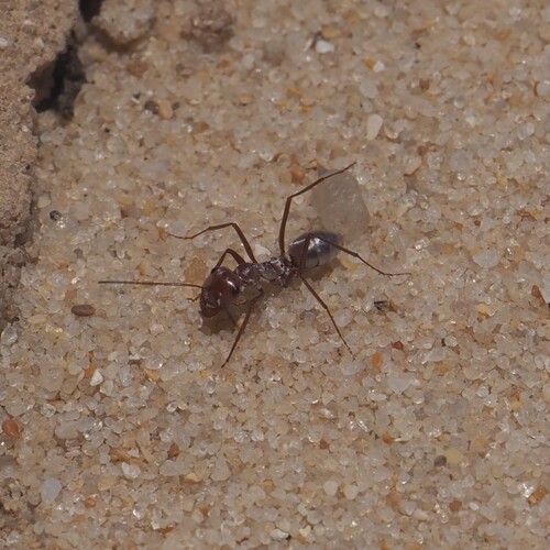 Saharan Silver Ant