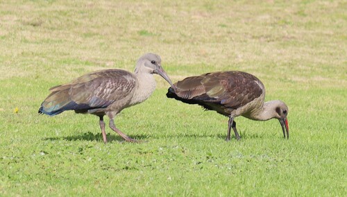 Hadada Ibis (Bostrychia hagedash), photo 10