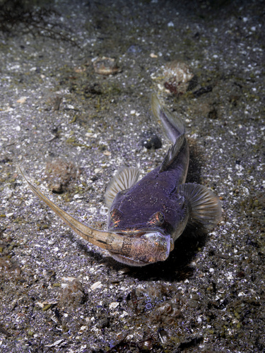 Midshipman (Porichthys notatus) — Batrachoididae — 5