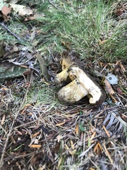 Lactarius atroviridis