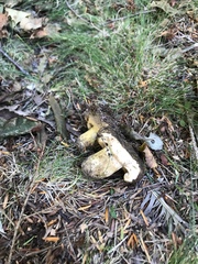 Lactarius atroviridis