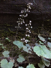 Heuchera missouriensis