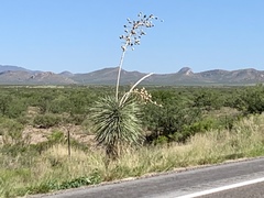 Yucca elata