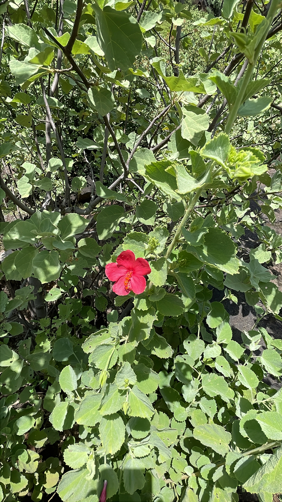 Hibiscus aponeurus