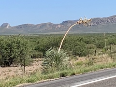 Yucca elata