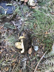 Lactarius atroviridis