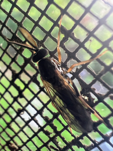 Rachicerus obscuripennis photo 4