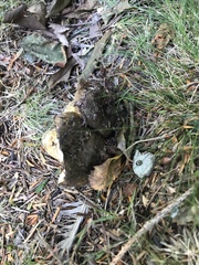 Lactarius atroviridis