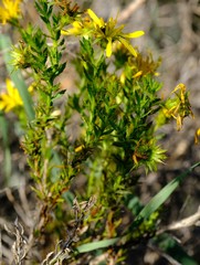 Cullumia micracantha