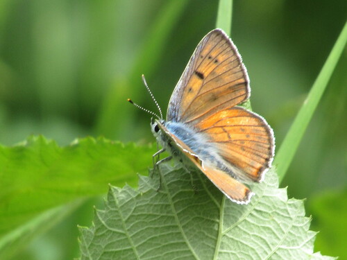 Purple-shot Copper, Sliven municipality, Bulgaria, photo 5 of 10