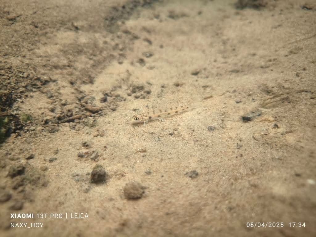 Baenziger's loach (Tuberoschistura baenzigeri) — Nemacheilidae