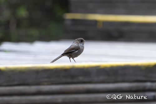 Chinese Fulvetta (Fulvetta striaticollis), photo 2