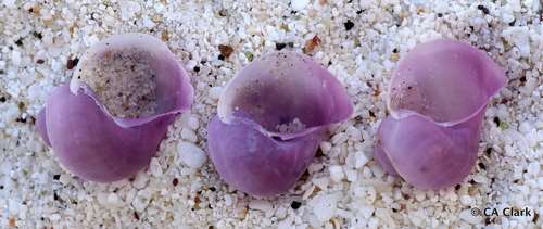 Violet Globe Snail