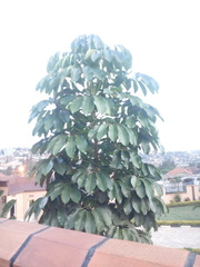 Heptapleurum actinophyllum