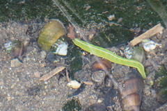 Whitmania edentula