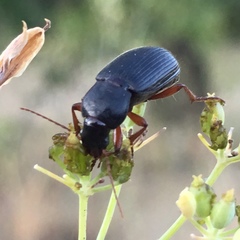 Ophonus incisus