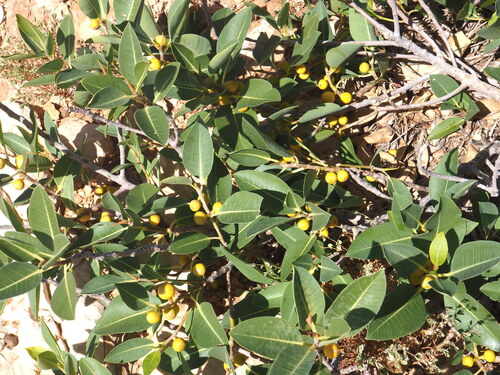 Ficus brachypoda (Ficus brachypoda)