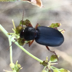 Ophonus incisus