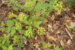 Arracacia brandegeei