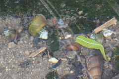Whitmania edentula