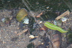 Whitmania edentula