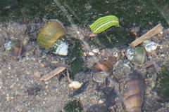 Whitmania edentula
