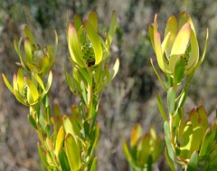 Leucadendron foedum