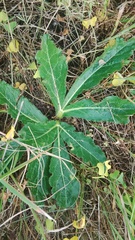Lichtensteinia trifida