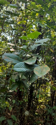 Tetracera sarmentosa, photograph 3