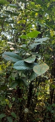 Tetracera sarmentosa, photograph (c) Jyotsna Nag, some rights reserved (CC BY)