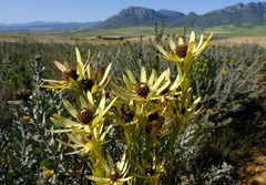 Leucadendron foedum