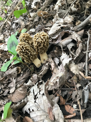 Morchella americana